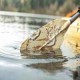 Fishing paddle for kayak PELICAN CATCH FIBERGLASS